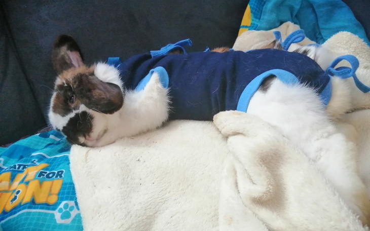 Zbiórka Chory króliczek bella - zdjęcie główne