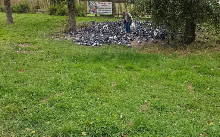 Zbiórka Aparat słuchowy dla Marysi - zdjęcie główne