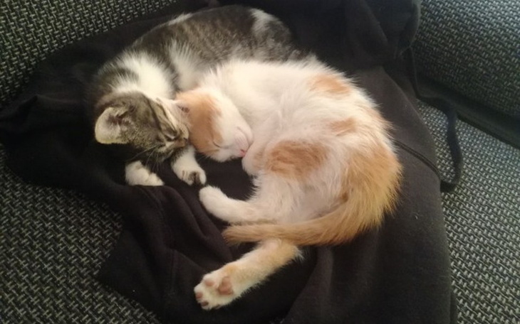 Zbiórka Pomóżmy Urwiskowi - zdjęcie główne