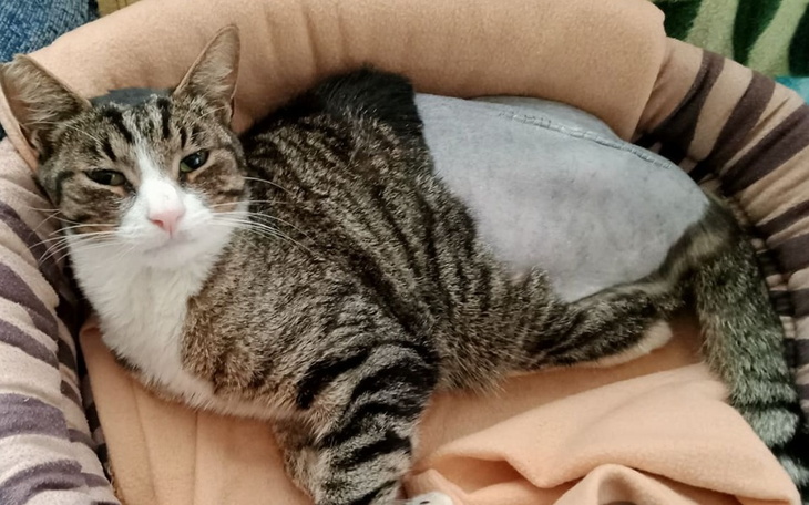 Zbiórka Pooperacyjne leczenie kota Romea - zdjęcie główne