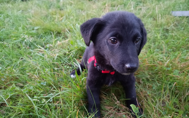 Czarny szczeniak leżący na trawie, z ciekawym spojrzeniem.