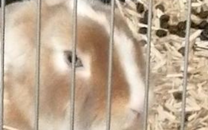 Zbiórka Karma dla królików - zdjęcie główne