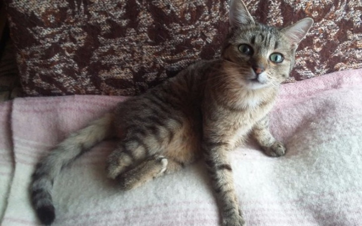 Kot siedzi na kanapie, patrzy w obiektyw.