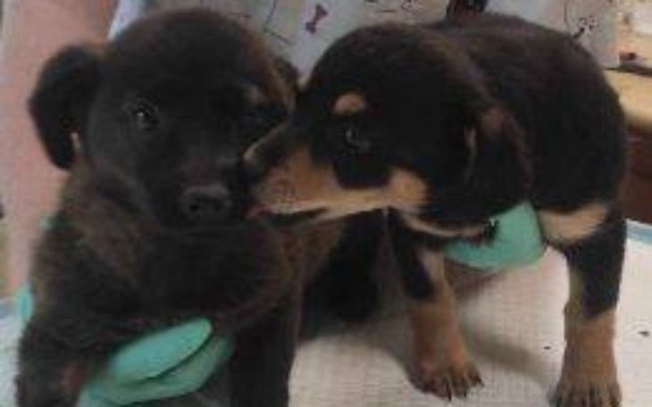 Zbiórka Szczeniaczki skazane na śmierć.. - zdjęcie główne