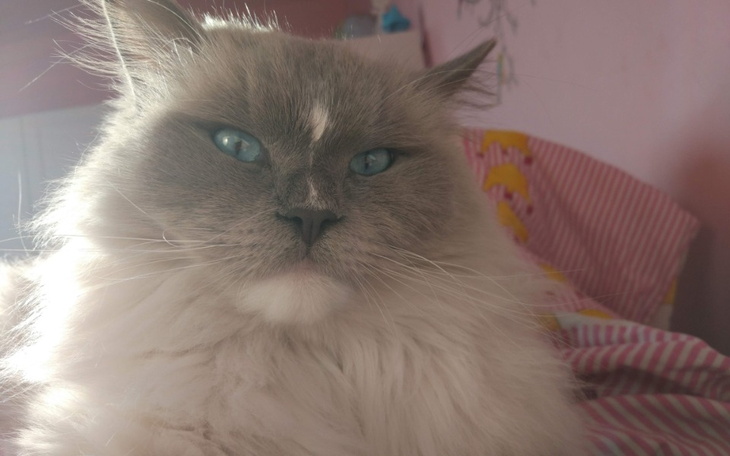 Zbiórka Ratujmy Jasmina - zdjęcie główne