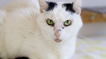 Zbiórka Pomóż Gosi zapłacić fakturę - miniaturka zdjęcia