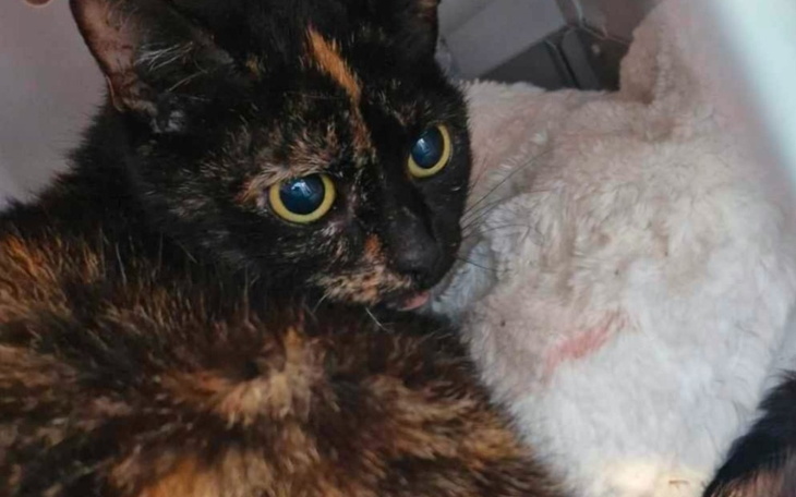 Zbiórka leczenie połamanych łapek Diany - zdjęcie główne