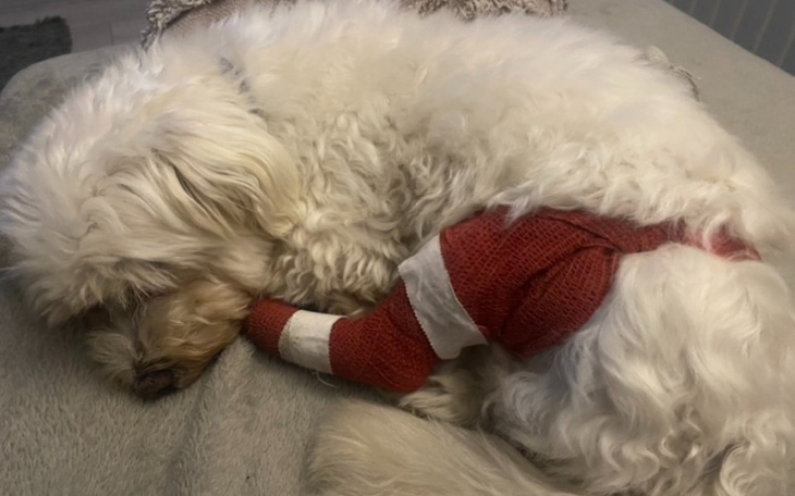 Zbiórka Toffik walczy z mięsakiem - zdjęcie główne