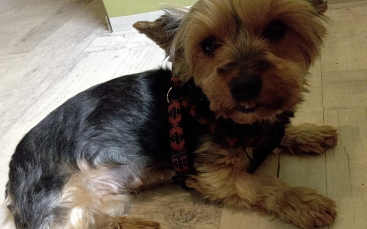 Zbiórka Operacja nowotwóru suczki Lusi - zdjęcie główne