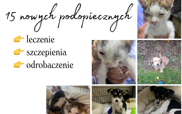 Zestaw zdjęć kotów i psów do adopcji, potrzebujących pomocy.