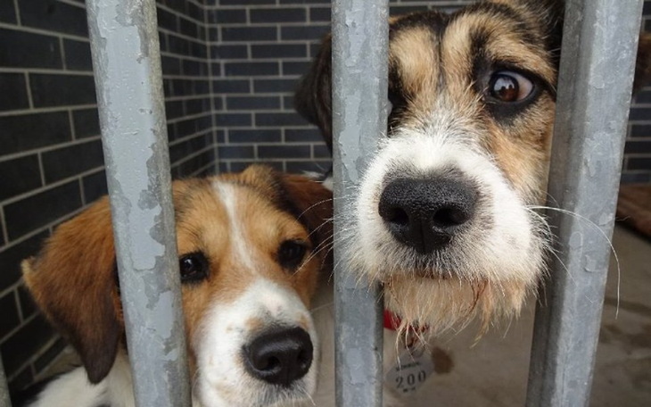 Zbiórka Pomagam schroniska - zdjęcie główne