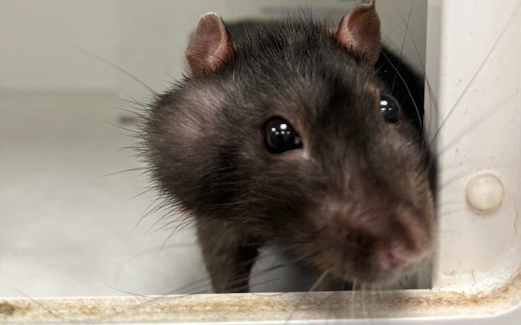 Czarny szczur z dużymi oczami, przyglądający się obiektywowi.