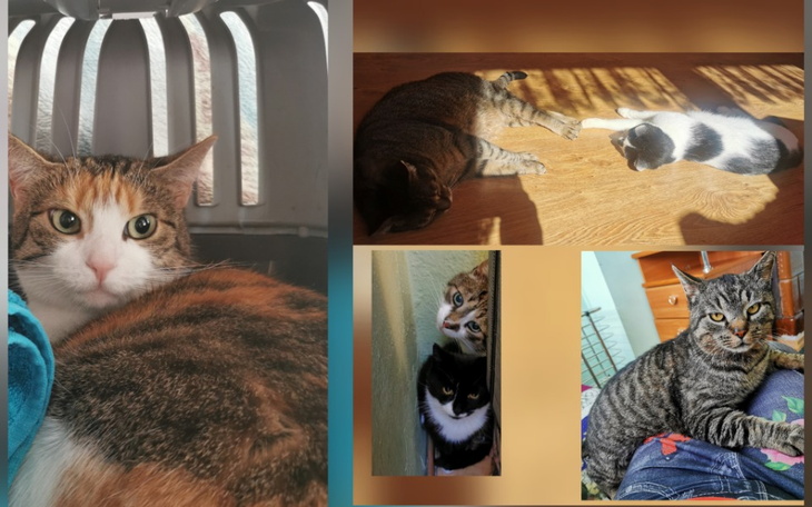 Zbiórka 6 chorych kotów jeden Fiv - zdjęcie główne