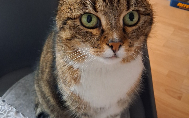 Kot z dużymi zielonymi oczami.