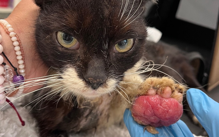 Zbiórka Potworny ból Bluesa SOS - zdjęcie główne