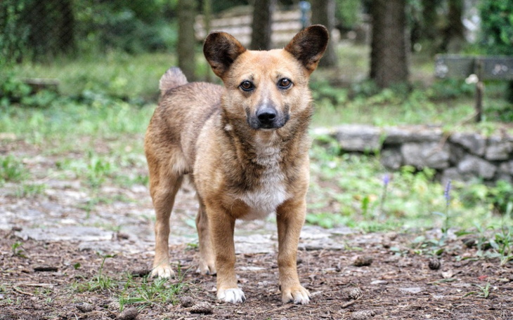 Zbiórka Dalszy pobyt Edka w Psiakowie - zdjęcie główne