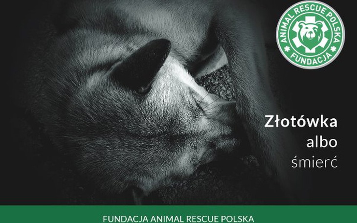 Zbiórka Złotówka albo śmierć - zdjęcie główne