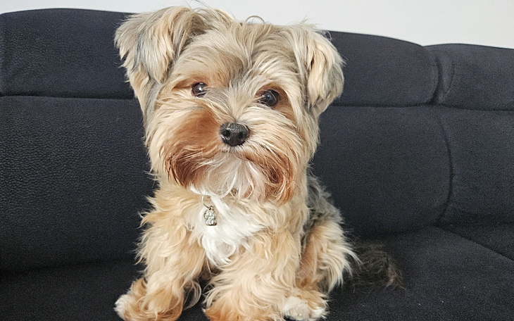 Zbiórka Pilna operacja Diego - zdjęcie główne