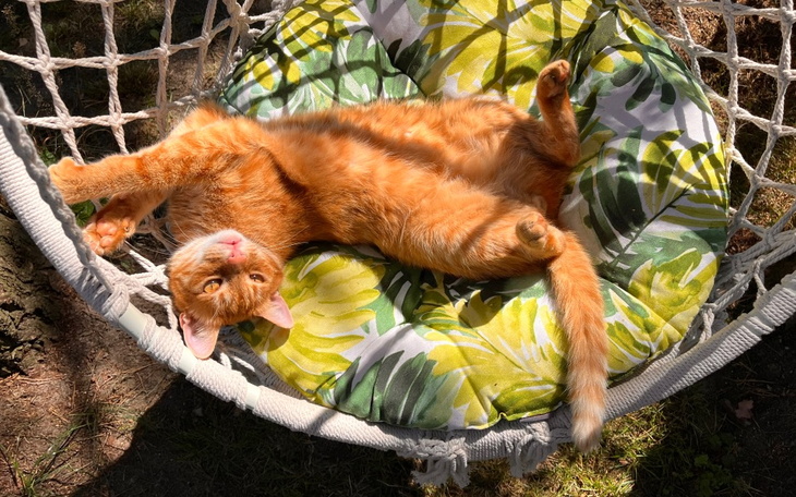 Zbiórka Pomoc dla Cheetosa - zdjęcie główne