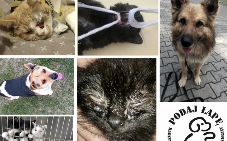 Zbiórka Historia bez końca... - zdjęcie główne