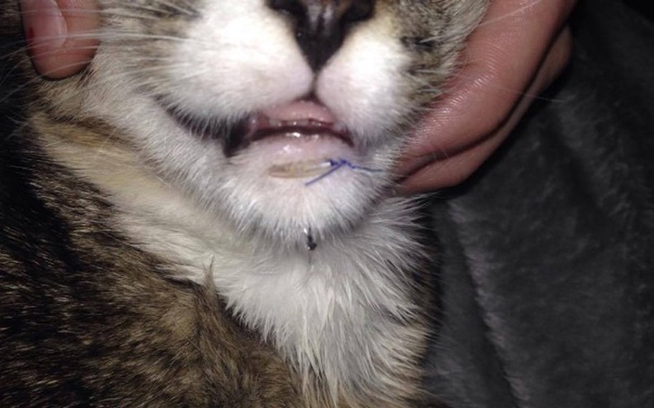 Zbiórka Dla Skarpetka - zdjęcie główne