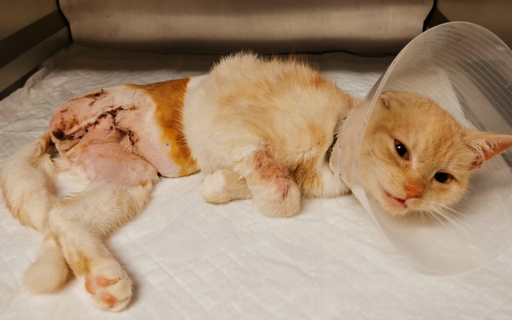 Zbiórka Gniła za życia - Iskierka - zdjęcie główne