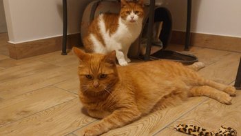 Zbiórka Pomóż w transporcie kotów - miniaturka zdjęcia