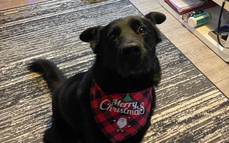 Zbiórka Pomóż Maxowi wrócić do zdrowia - zdjęcie główne