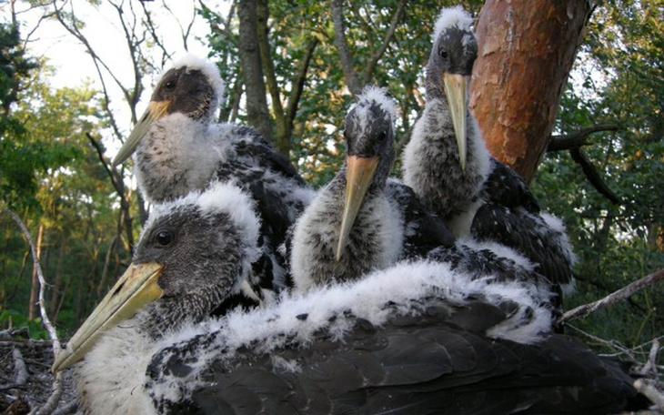 Zbiórka Badania bocianów czarnych - zdjęcie główne