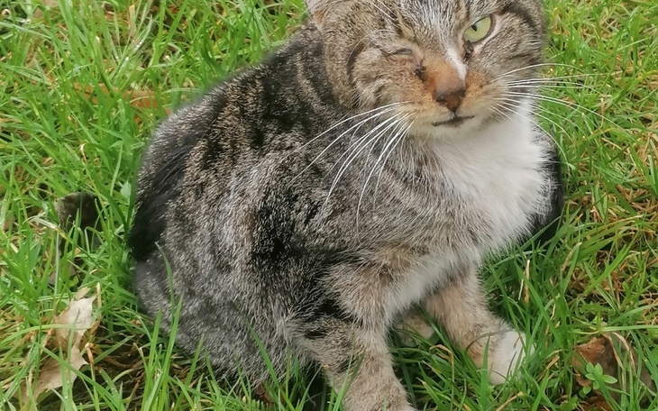 Zbiórka Ratunek dla kotka z białaczką - zdjęcie główne