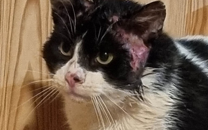 Zbiórka Dla kocurka Kaia po przejściach - zdjęcie główne