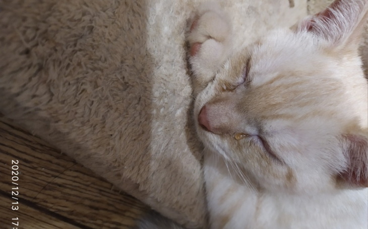 Zbiórka Leczenie małych kociat - zdjęcie główne