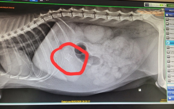 Rentgen pokazujący obiekt w ciele zwierzęcia, z zaznaczeniem.