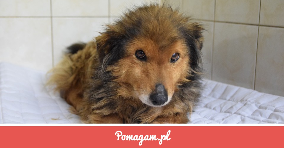 Zrzutka na Błagamy o Pomoc dla Samiry - OTOZ ANIMALS Schronisko w