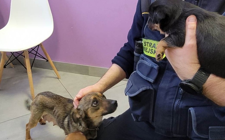 Zbiórka Nie damy rady im pomóc.... - zdjęcie główne