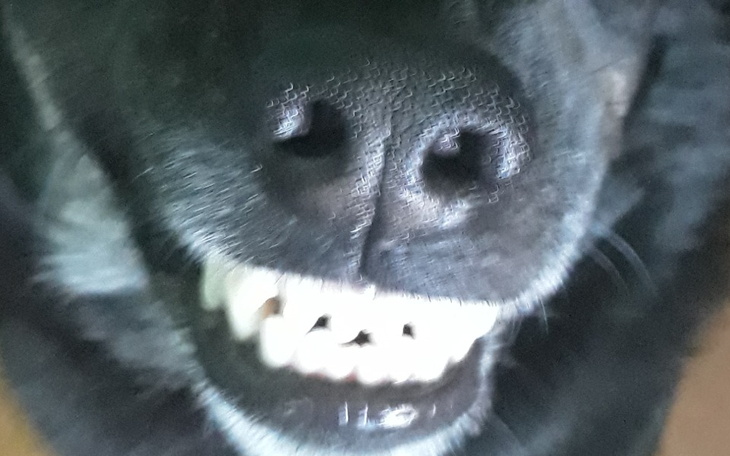 Zbiórka DOM DLA MASKOTA i jego rodziny - zdjęcie główne