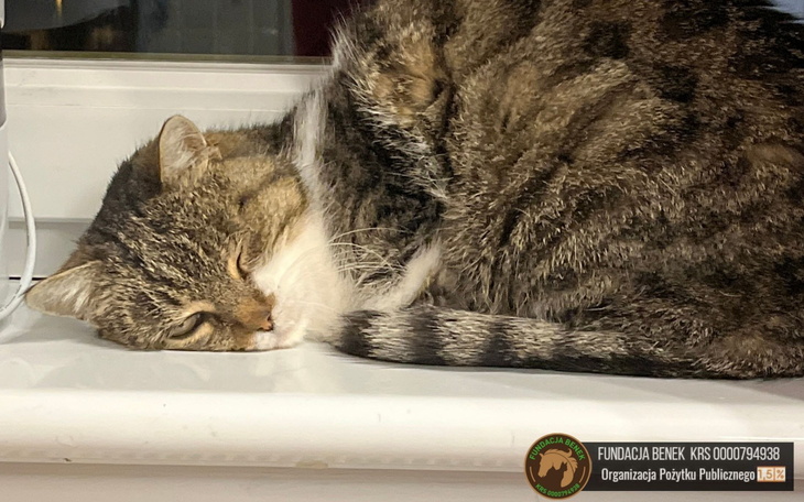 Kot śpiący na parapecie, zrelaksowany i spokojny.