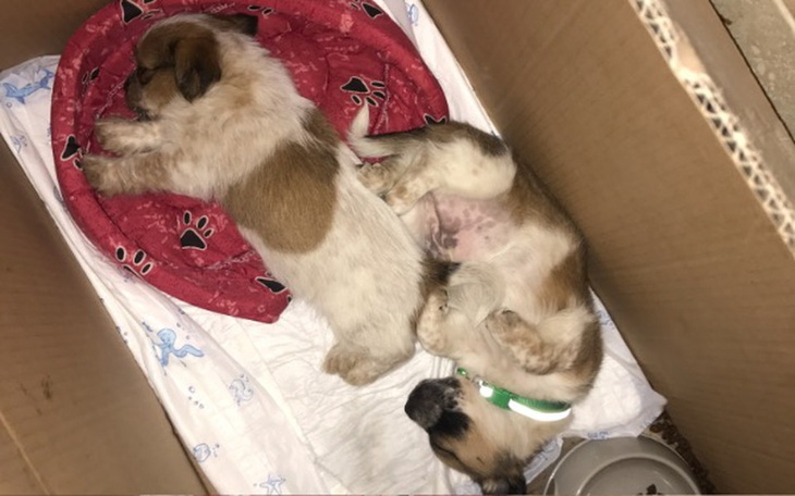 Zbiórka Leczenie uratowanych szczeniąt - zdjęcie główne