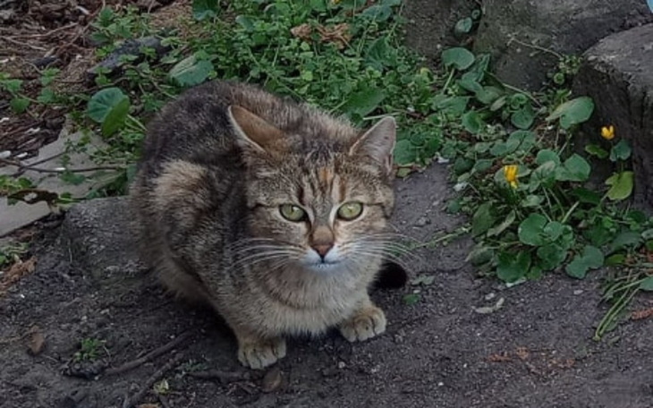 Zbiórka Na leczenie kotki chorej na FIP - zdjęcie główne