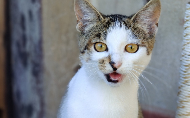 Zbiórka Błagam o pilną pomoc - zdjęcie główne