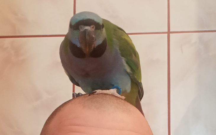 Zbiórka Woliera dla mojej Papugi - zdjęcie główne