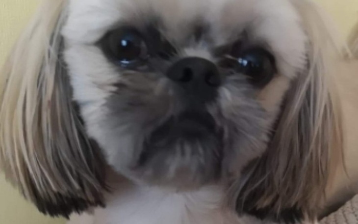 Zbiórka Leczenie ukochanego psiaka - zdjęcie główne