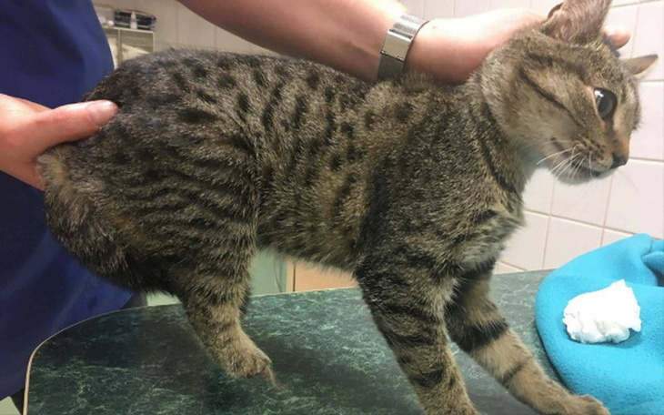 Zbiórka Dramat kotów z pętli tramwajowej - zdjęcie główne