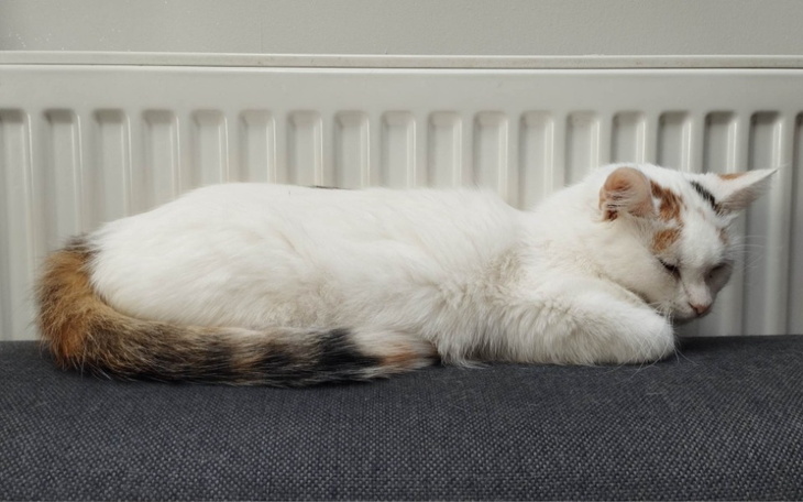 Zbiórka Śnieżynka prosi o pilną pomoc - zdjęcie główne