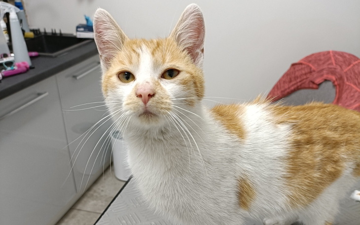 Kot z pomarańczowymi łatami, patrzący w obiektyw.