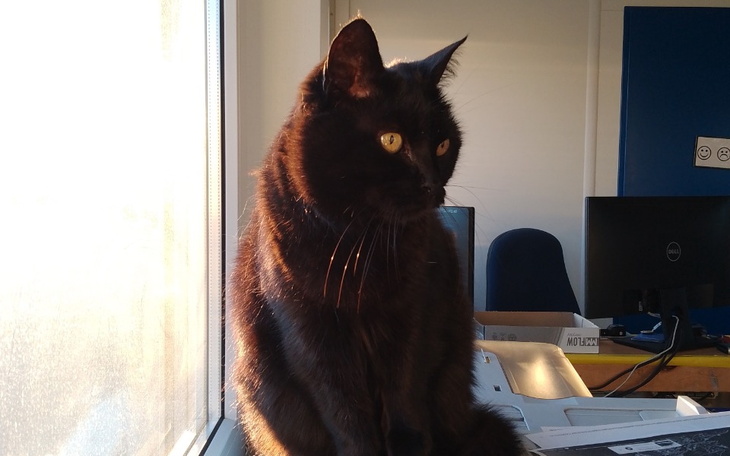 Czarny kot siedzący na biurku, w świetle słonecznym.