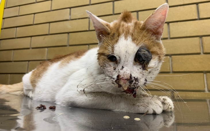 Zbiórka Schronisko dla zwierząt Ukraina - zdjęcie główne