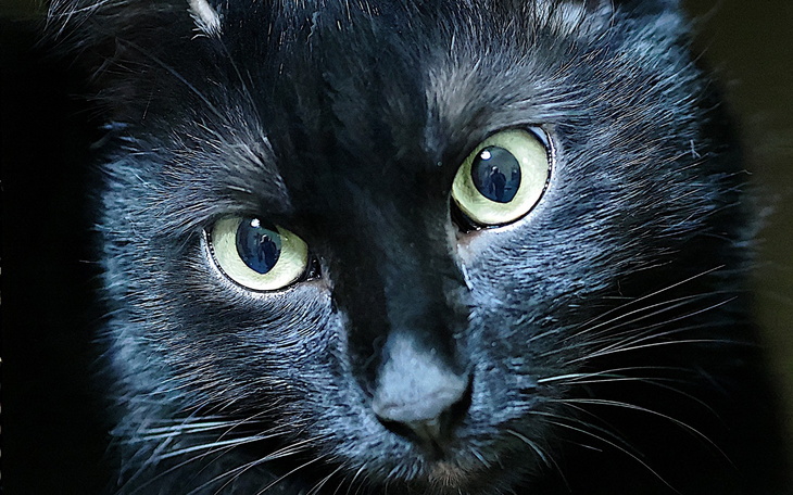 Czarny kot z wyrazistymi zielonymi oczami.