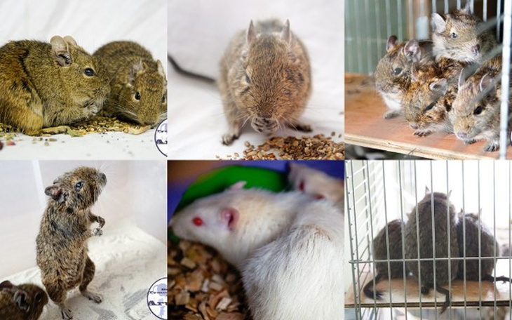 Zbiórka Koszatniczki i Waciki z DTuAruru - zdjęcie główne