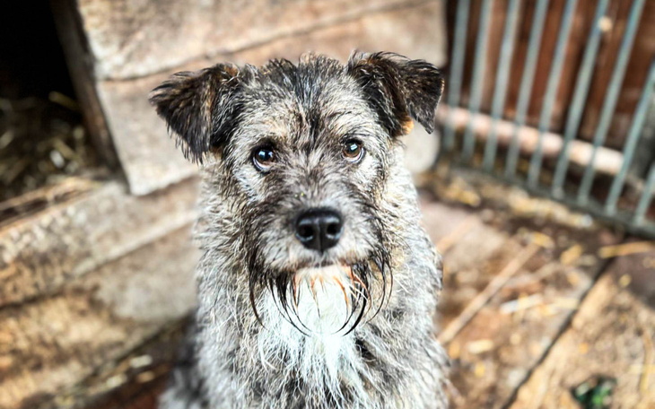 Smutny pies w schronisku, czekający na nowy dom.